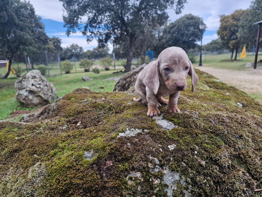 Cachorro teckel arlequín blue de pie