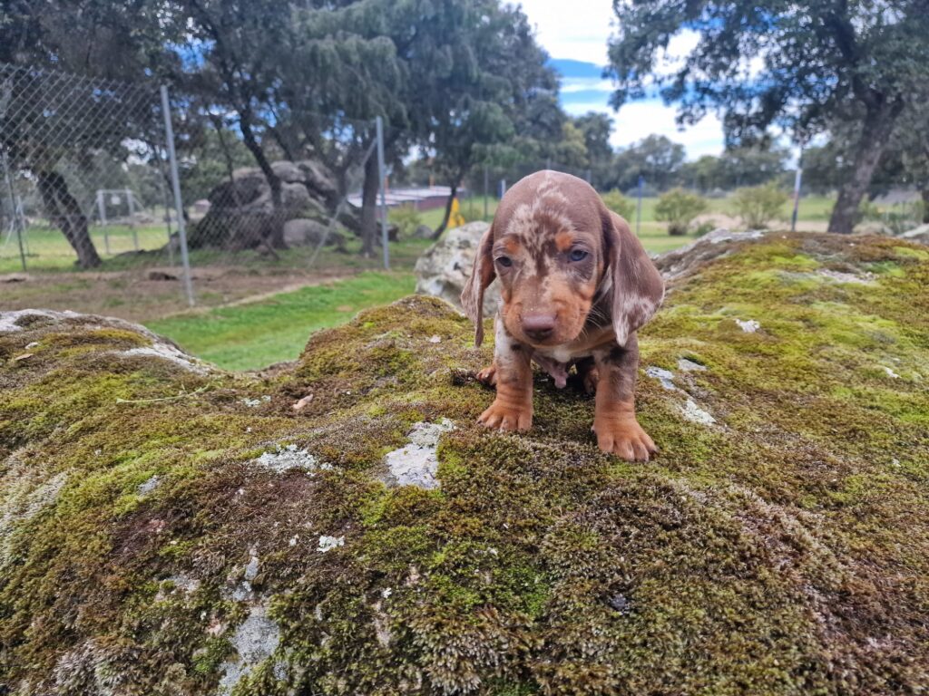 Cachorro teckel arlequín chocolate de frente