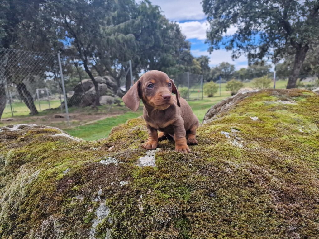Cachorro teckel chocolate de frente